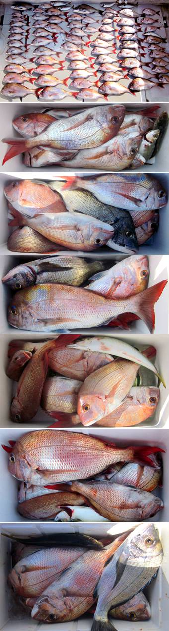 来温丸（らいおんまる） 釣果