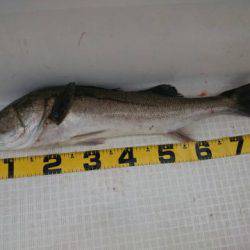 オーシャンマスター 釣果