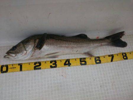 オーシャンマスター 釣果