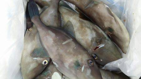 オーフリー 釣果