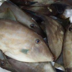 オーフリー 釣果