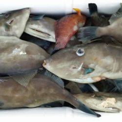 オーフリー 釣果