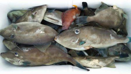 オーフリー 釣果