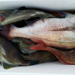 オーフリー 釣果