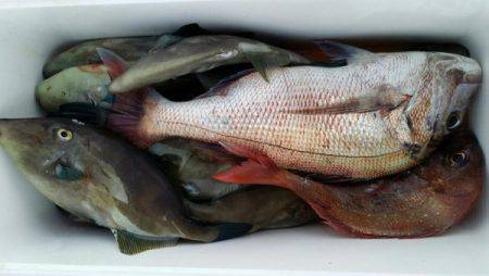 オーフリー 釣果