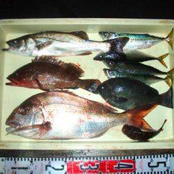 朝日丸 釣果