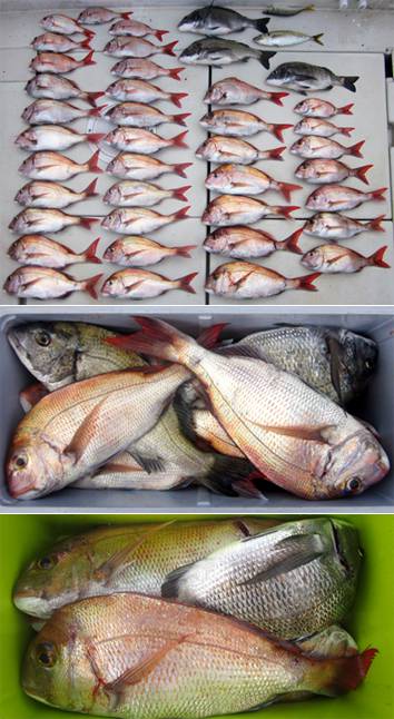 来温丸（らいおんまる） 釣果