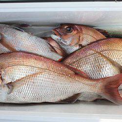 松本釣船2 釣果