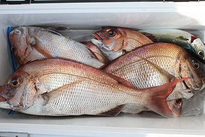 松本釣船2 釣果