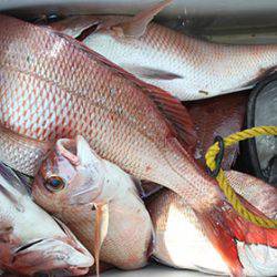 松本釣船2 釣果