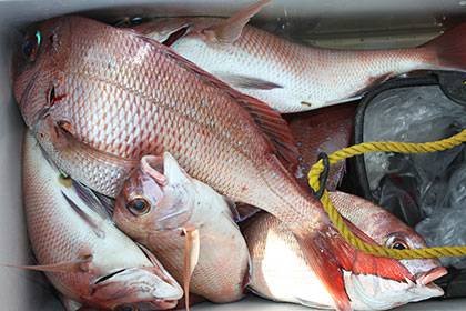 松本釣船２ 釣果