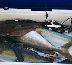 海龍丸(福岡) 釣果