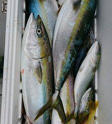 海龍丸(福岡) 釣果