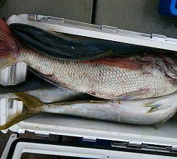 海龍丸(福岡) 釣果