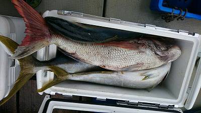 海龍丸(福岡) 釣果