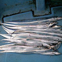 第二常豊丸 釣果