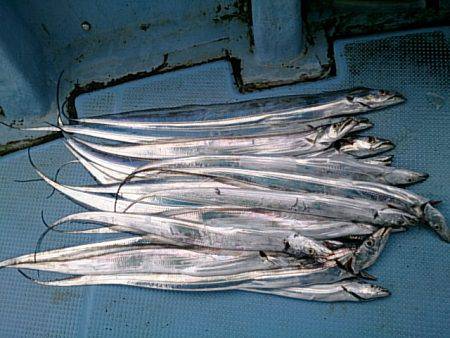 第二常豊丸 釣果