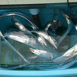 第二常豊丸 釣果