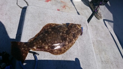 IDATEN（イダテン） 釣果