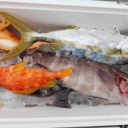 第二一之紀丸（ダイニイチノキマル） 釣果