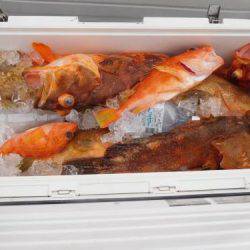 第二一之紀丸（ダイニイチノキマル） 釣果