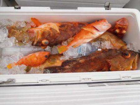 第二一之紀丸（ダイニイチノキマル） 釣果