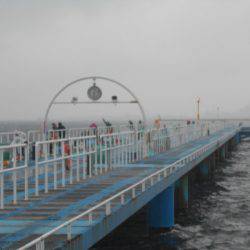 オリジナルメーカー海づり公園(市原市海づり施設) 釣果