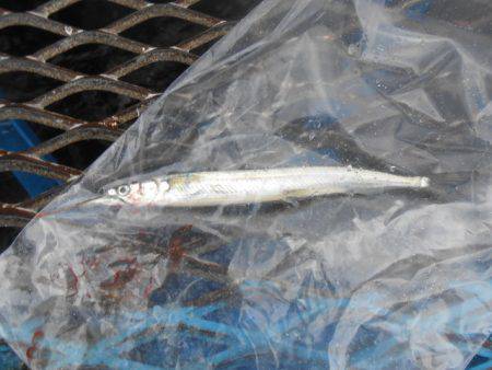 オリジナルメーカー海づり公園(市原市海づり施設) 釣果