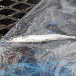 オリジナルメーカー海づり公園(市原市海づり施設) 釣果