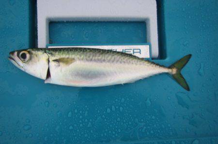 オリジナルメーカー海づり公園(市原市海づり…