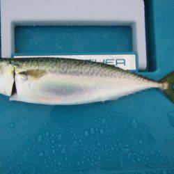 オリジナルメーカー海づり公園(市原市海づり施設) 釣果