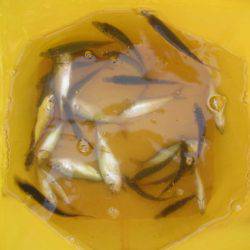 オリジナルメーカー海づり公園(市原市海づり施設) 釣果