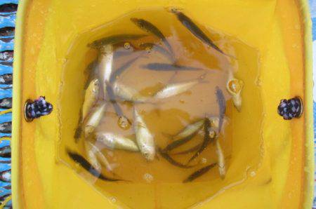 オリジナルメーカー海づり公園(市原市海づり施設) 釣果