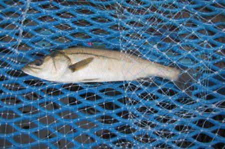 オリジナルメーカー海づり公園(市原市海づり施設) 釣果