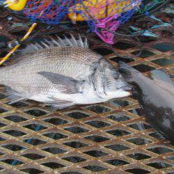 オリジナルメーカー海づり公園(市原市海づり施設) 釣果