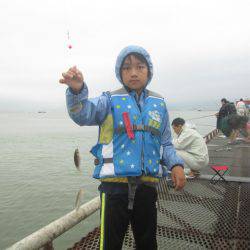 尼崎市立魚つり公園 釣果