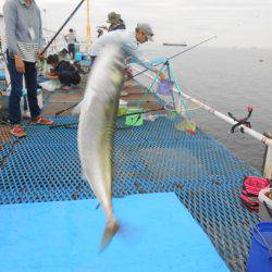 オリジナルメーカー海づり公園(市原市海づり施設) 釣果
