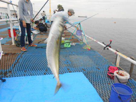 オリジナルメーカー海づり公園(市原市海づり…