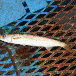 オリジナルメーカー海づり公園(市原市海づり施設) 釣果