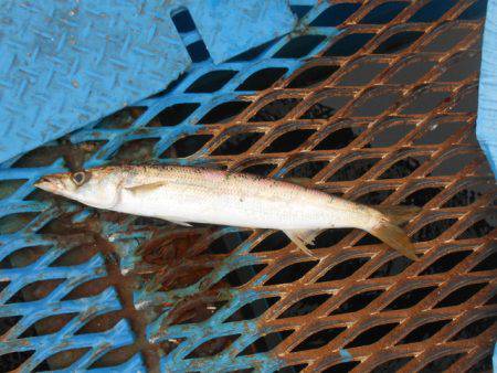 オリジナルメーカー海づり公園(市原市海づり施設) 釣果