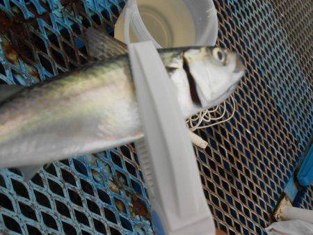 オリジナルメーカー海づり公園(市原市海づり施設) 釣果