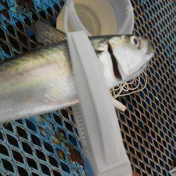 オリジナルメーカー海づり公園(市原市海づり施設) 釣果