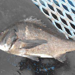 オリジナルメーカー海づり公園(市原市海づり施設) 釣果