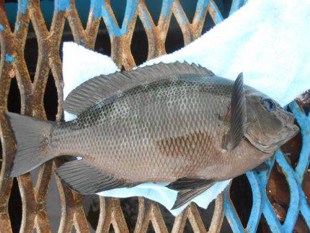 オリジナルメーカー海づり公園(市原市海づり施設) 釣果