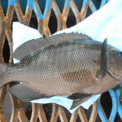 オリジナルメーカー海づり公園(市原市海づり施設) 釣果