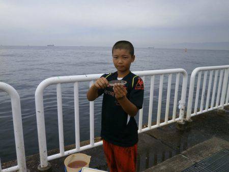 大阪南港海つり公園 釣果