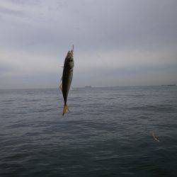 大阪南港海つり公園 釣果