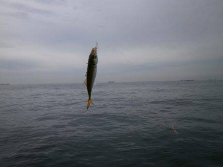 大阪南港海つり公園 釣果
