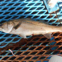 オリジナルメーカー海づり公園(市原市海づり施設) 釣果