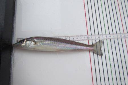 オリジナルメーカー海づり公園(市原市海づり施設) 釣果